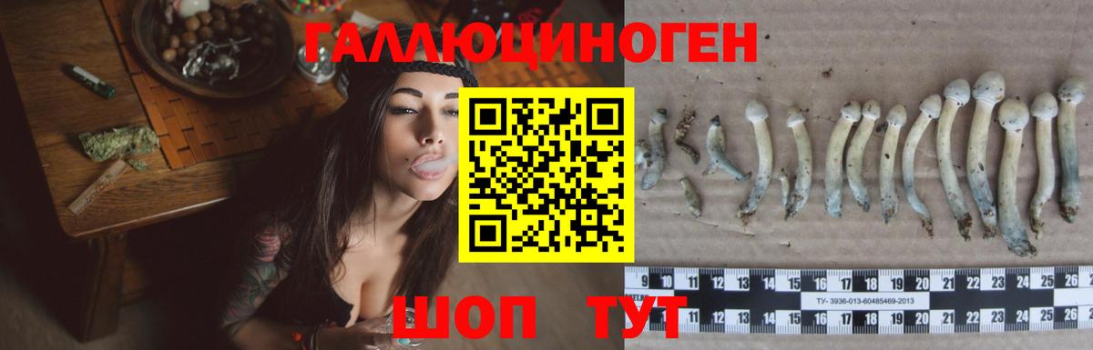 Псилоцибиновые грибы GOLDEN TEACHER  Вход с VPN  Гатчина 